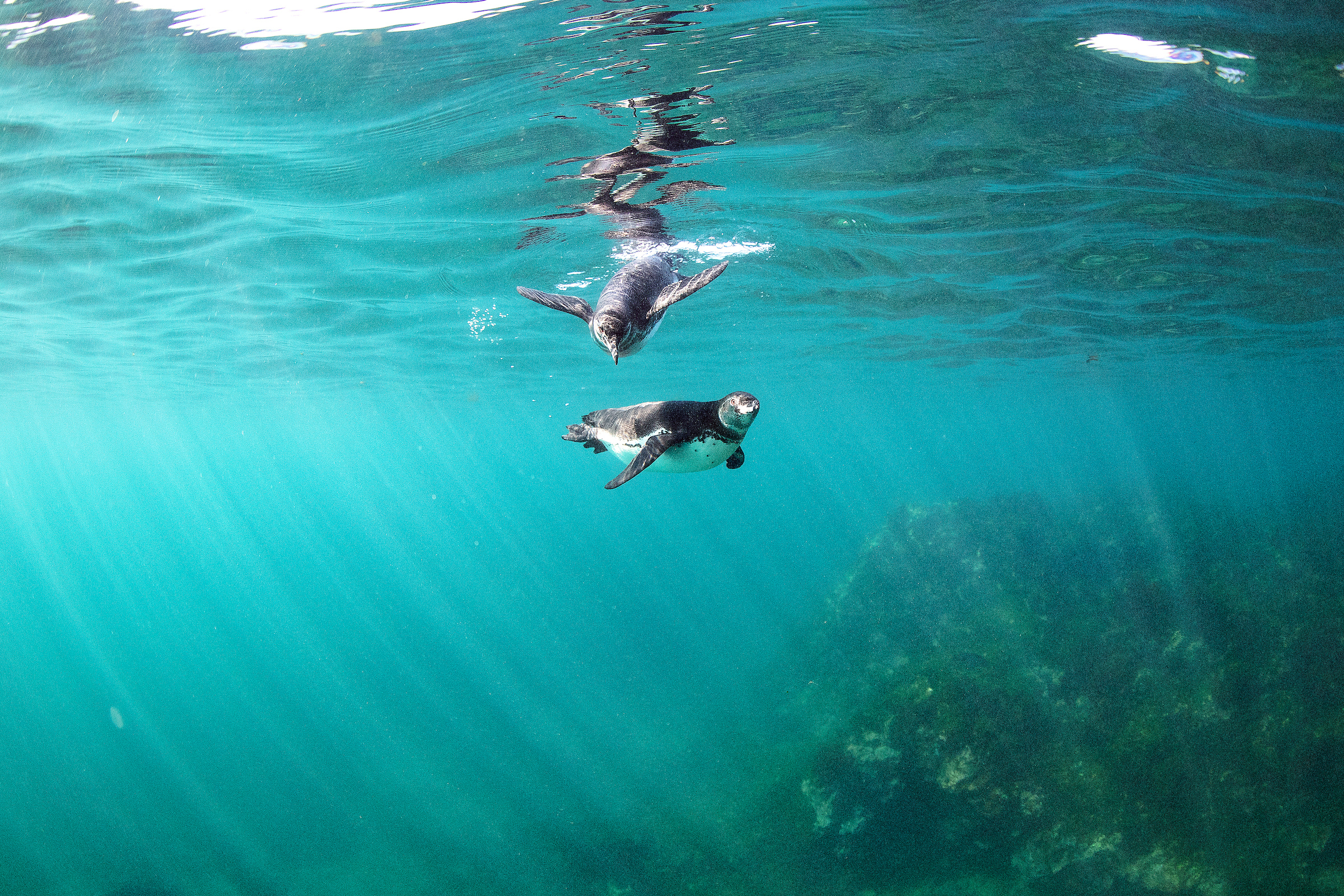 Snorkling med pingviner är ett äventyr!