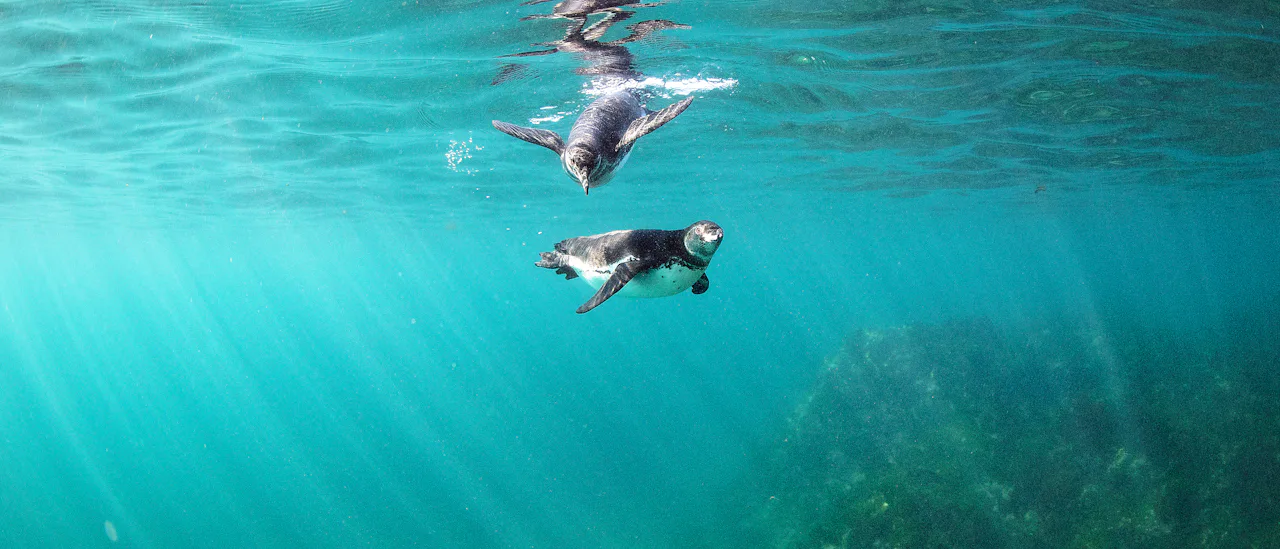 Snorkling med pingviner är ett äventyr!