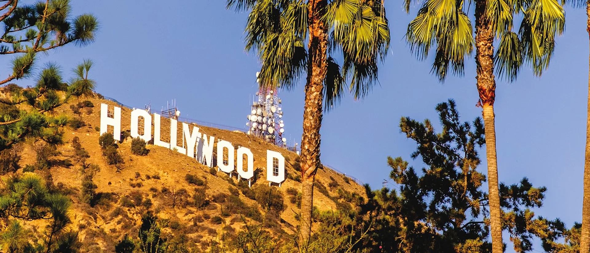 Bilden visar Holloywoodskylten i Los Angeles och palmer