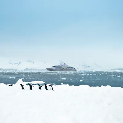 Bilden visar pingviner som går i snön på Antarktis, med fartyget Silver Endeavour i bakgrunden