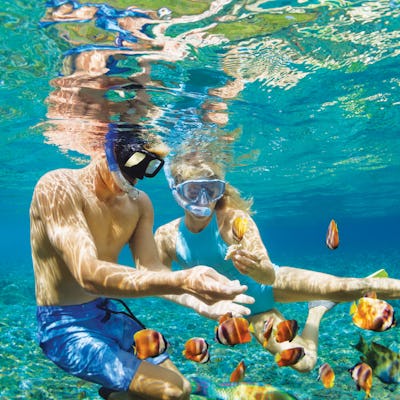 Åk på en sommarkryssning. Bilden visar två personer som snorklar i klart vatten med fiskar.