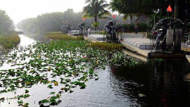 Besök Florida Everglades nationalpark. På bilden syns en del av våtmarken och fyra airboats.