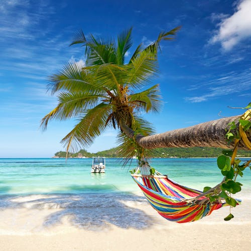Bilden visar en strand med turkost vatten och en palm varifrån en hammock hänger. Upptäck våra tips om att kryssa jorden runt.