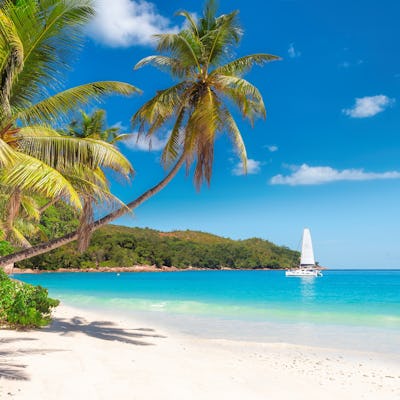 Bilden visar en strand med turkost vatten och två palmer som sticker ut från vänster. Upplev en kryssning i Karibien.