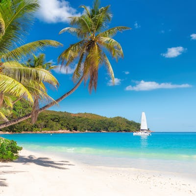 Bilden visar en strand med turkost vatten och två palmer som sticker ut från vänster. Upplev en kryssning i Karibien.