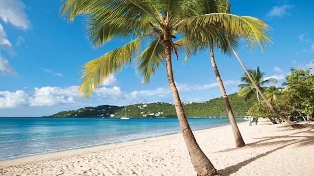 Kryssa till Karibien från USA. Bilden visar en strand med två palmer som står i sanden.