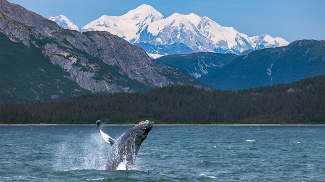 Kryssa till Alaska från USA. Bilden visar en val som hoppat upp från vattnet. I bakgrunden ser vi snötäckta berg.