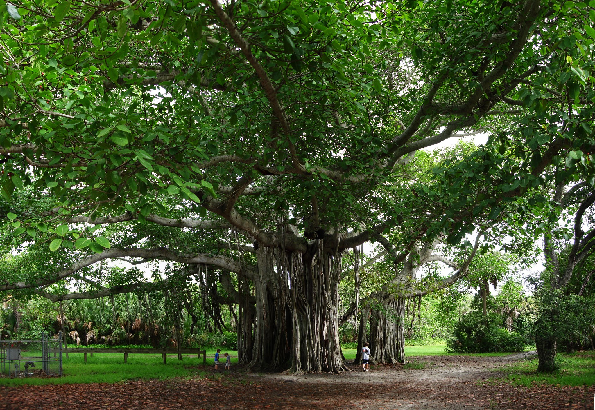 Bilden visar ett Banyan träd i Hugh Taylor Birch State Park i Fort Lauderdale, Florida.