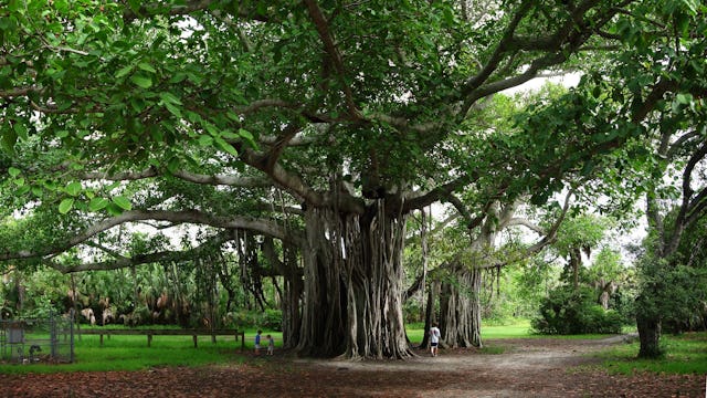 Bilden visar ett Banyan träd i Hugh Taylor Birch State Park i Fort Lauderdale, Florida.