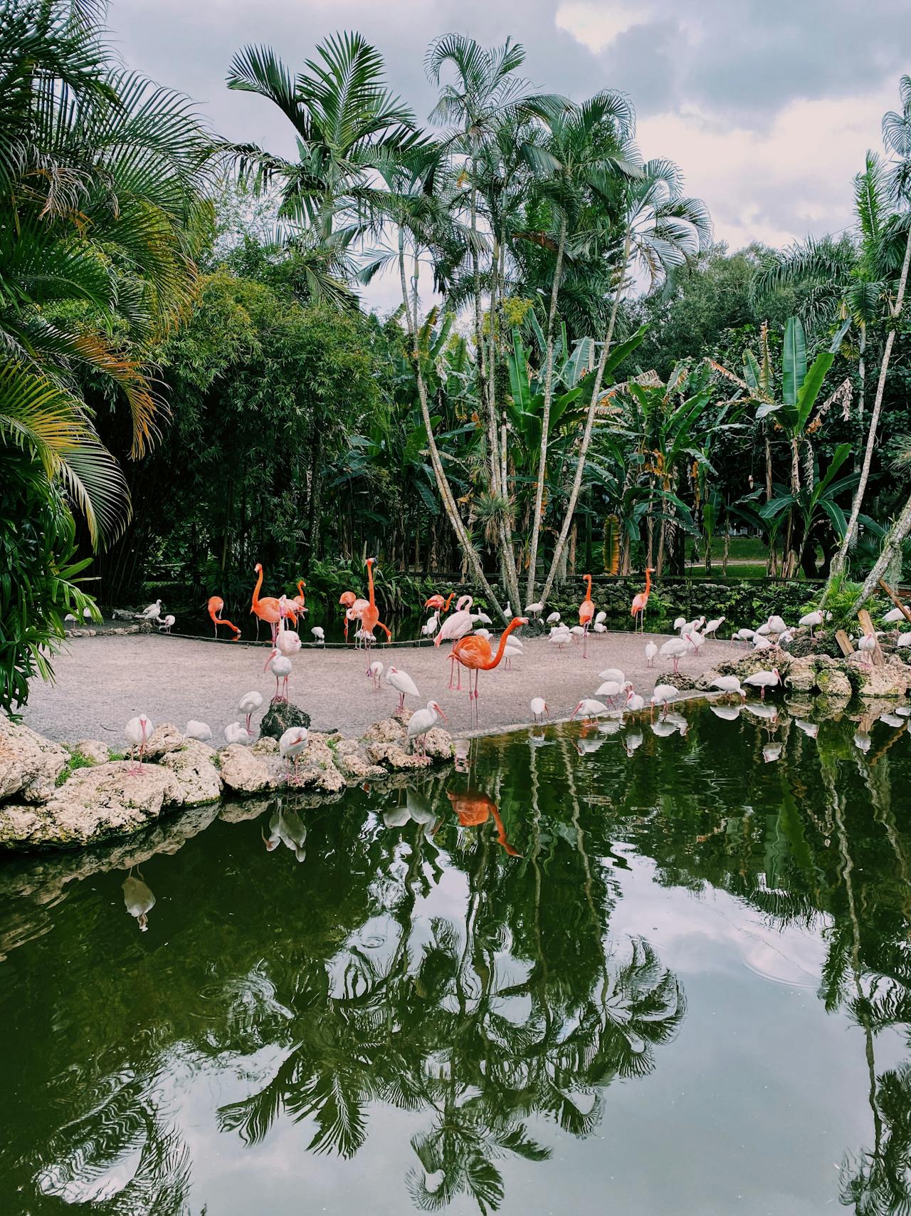 Bilden visar Flamingos i en tropisk miljö. Besök Flamingo Gardens i Fort Lauderdale, Florida för att se flamingos i verkligheten.