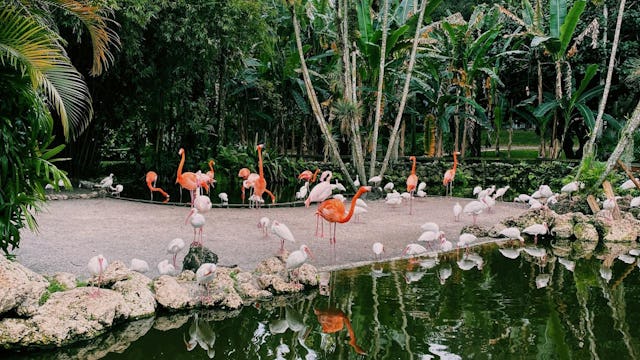 Bilden visar Flamingos i en tropisk miljö. Besök Flamingo Gardens i Fort Lauderdale, Florida för att se flamingos i verkligheten.