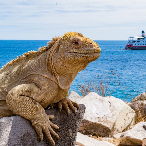 Kryssa till Galapagos