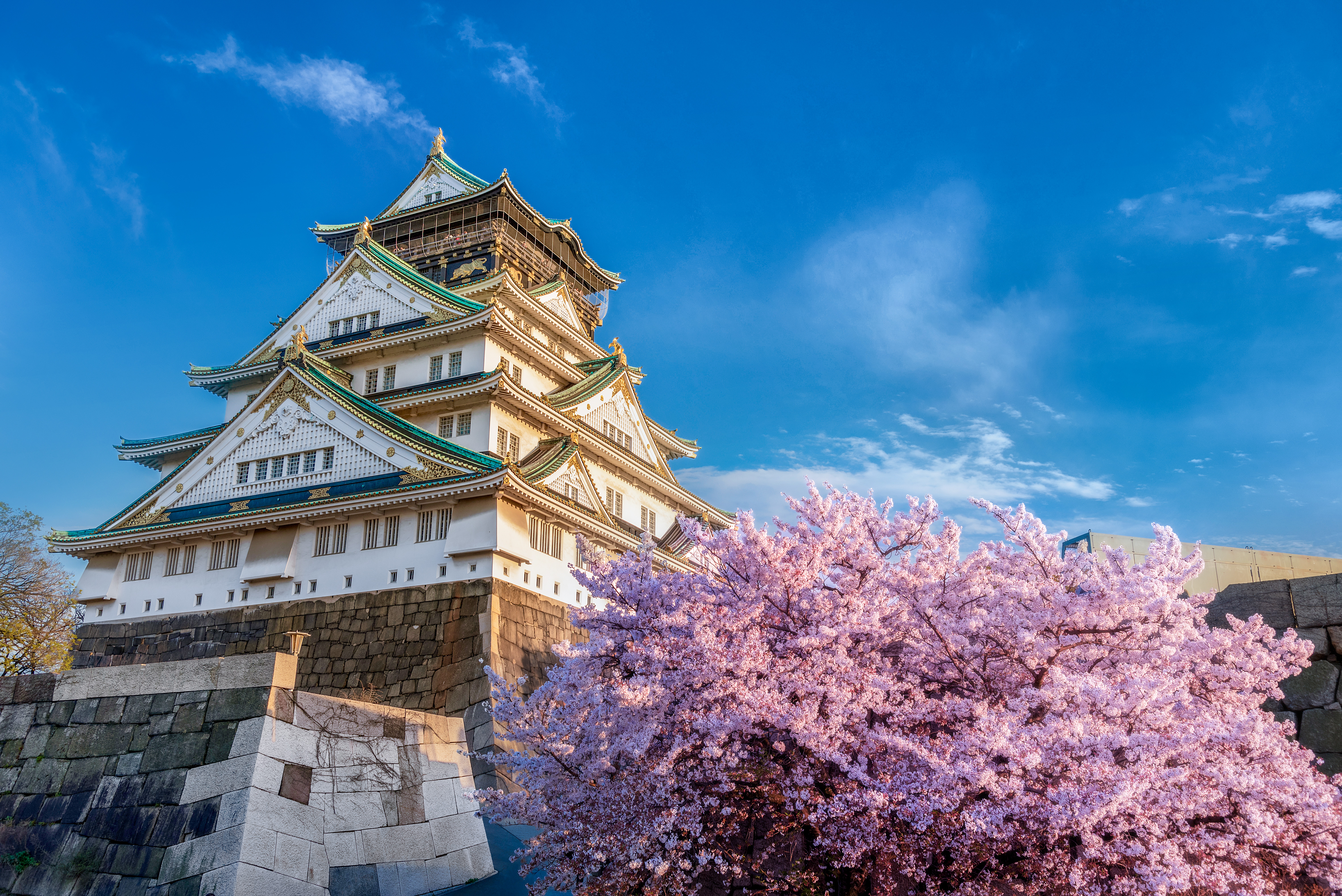 Bilden visar ett tempel i Osaka bredvid ett blommande körsbärsträd