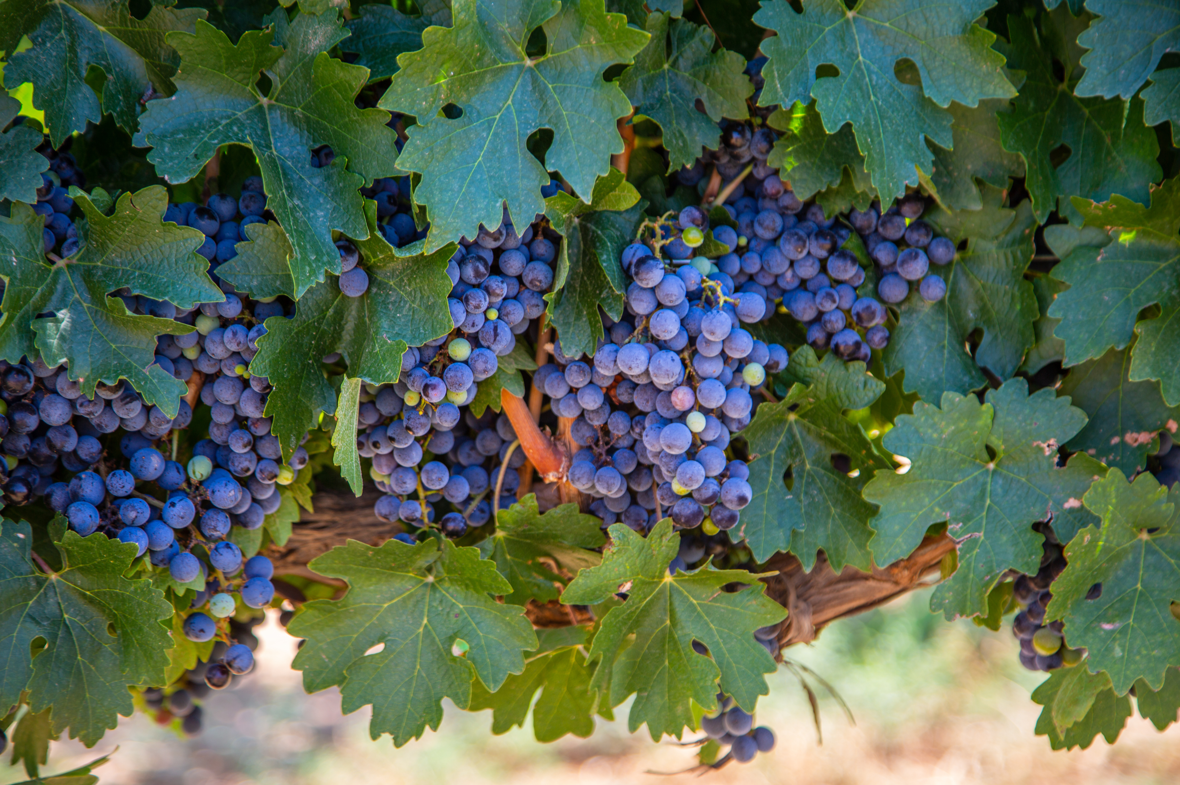 Bilden visar Syrah vindruvor som växer i Rhone dalen.