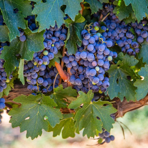 Bilden visar Syrah vindruvor som växer i Rhone dalen.