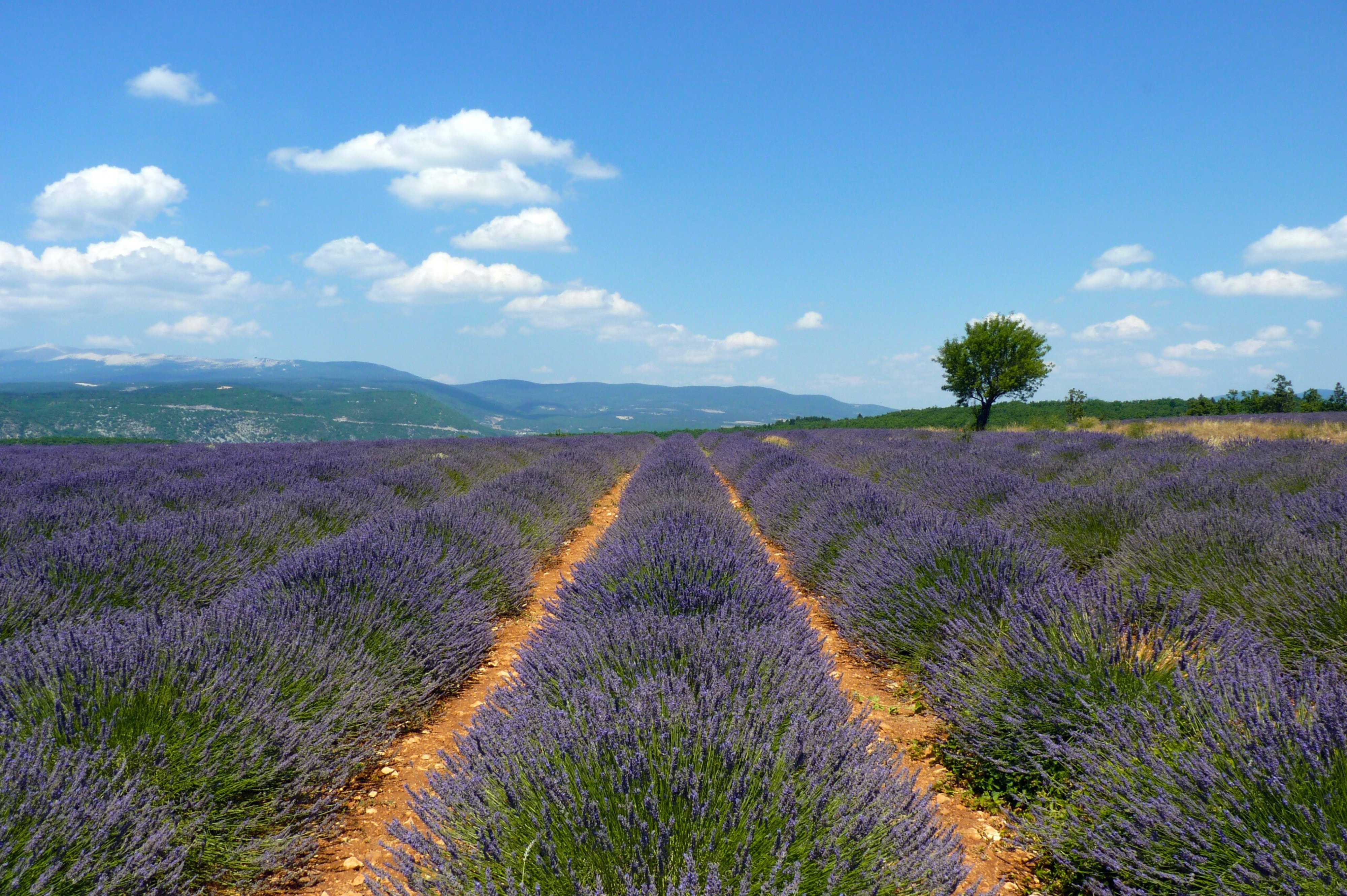 Bilden visar ett lavendelfält i Provence, Frankrike.