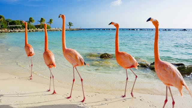 Bilden visar flamingos som går på en strand i Aruba, Karibien.