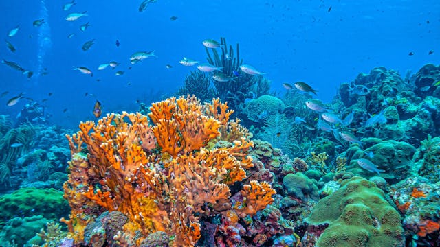 Bilden visar ett korallrev i Bonaire, Karibien.