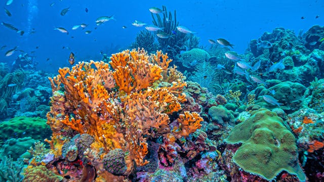 Bilden visar ett korallrev i Bonaire, Karibien.