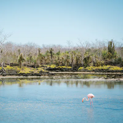 Bilden visar en flamingo i vattnet utanför Galapagos