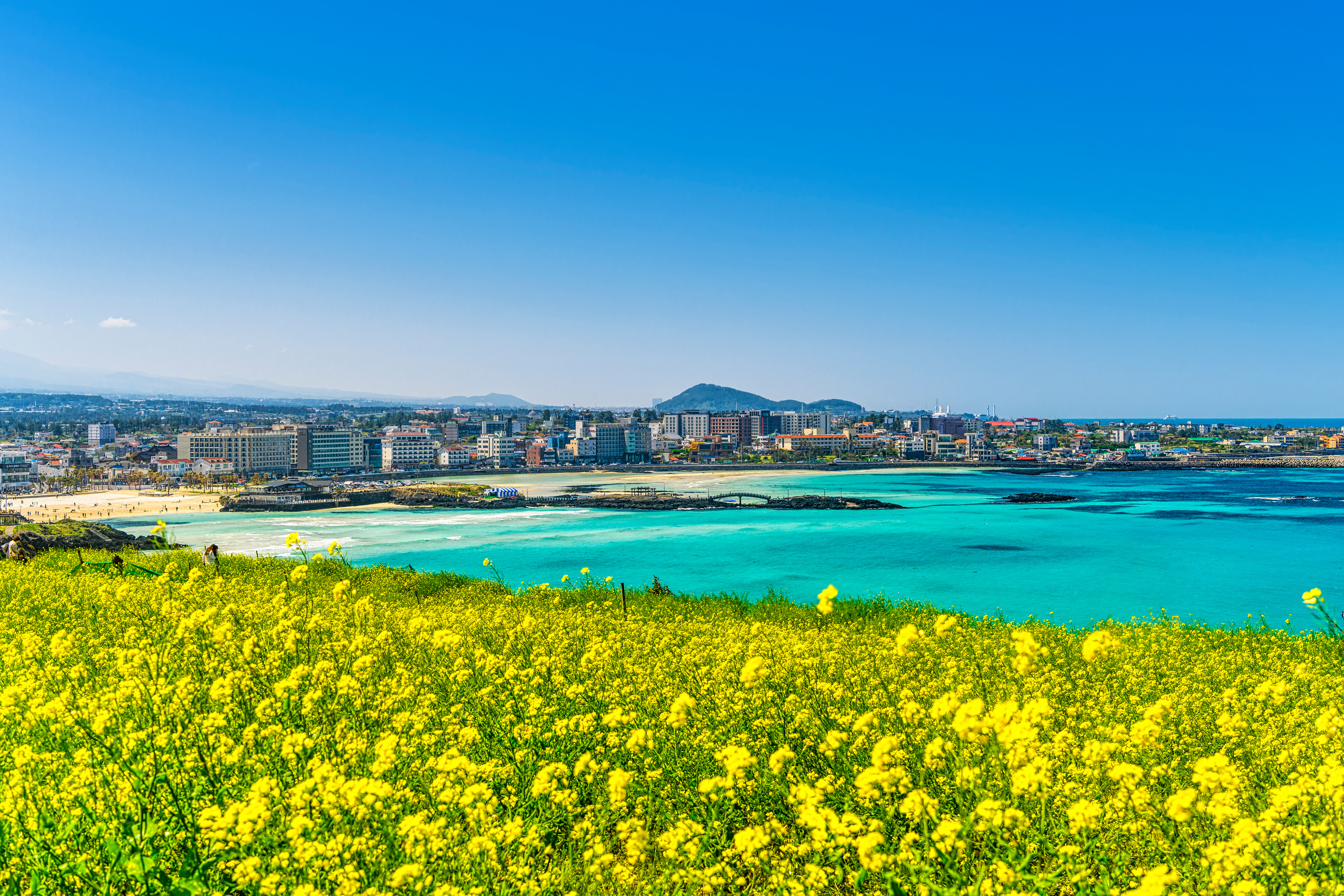 lden visar ett fält av blommor med staden Jeju i bakgrunden 