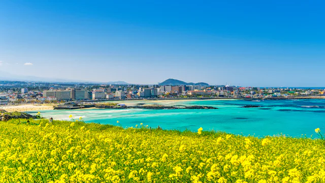 lden visar ett fält av blommor med staden Jeju i bakgrunden